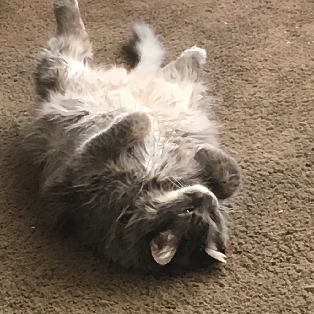 Meet your Posher’s, Henna and Grandma